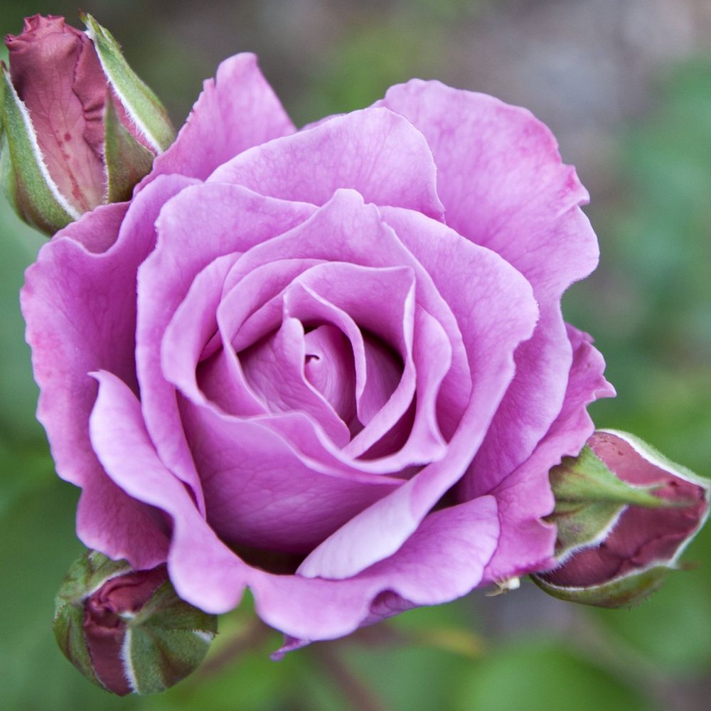 Twice in a Blue Moon Rose | Hybrid Tea | 4L Potted Rose