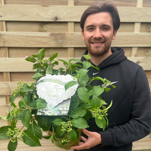 Hydrangea 'Runaway Bride'