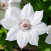 Clematis 'Destiny'