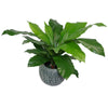 Premium 60cm Artificial Bird's Nest Fern - Large & Lifelike