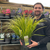 Acorus gramineus 'Ogon' 3L