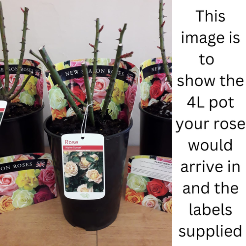 Twice in a Blue Moon Rose | Hybrid Tea | 4L Potted Rose