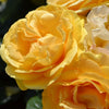 Absolutely Fabulous | Floribunda | 4L Potted Rose