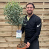 Standard Eucalyptus gunnii 1m - 1.1m