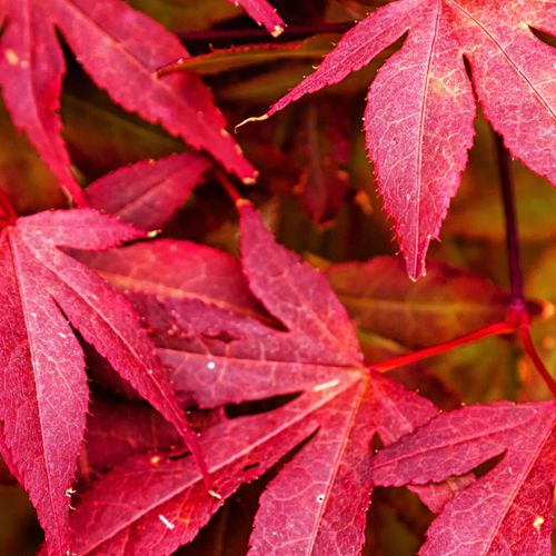 Acer palmatum Skeeter's Broom 3L