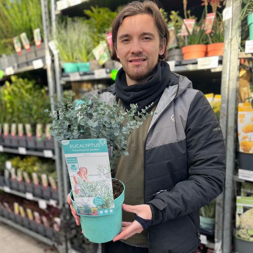 Eucalyptus gunnii Azura (3L Pot)