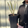 Rose Golden Wedding | Floribunda Rose | 4L Potted Rose