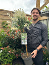Half Standard Euonymus 'Harlequin' 100cm