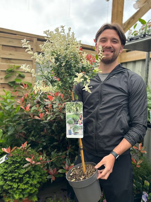 Half Standard Euonymus 'Harlequin' 100cm