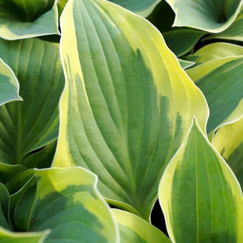 Hosta 'Aureomarginata' 1.5L