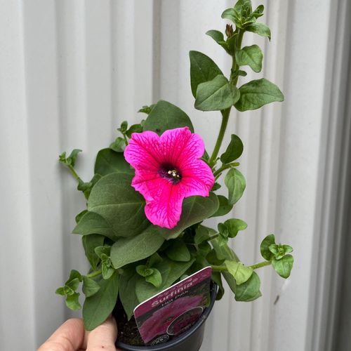 3 x Trailing Petunias (3 x 9cm Pots)
