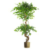 150cm Twisted Trunk Artificial Japanese Ficus Tree & Gold Planter - Premium Quality