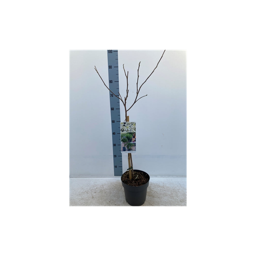 Magnolia stellata Standard Tree | Star Magnolia 90-100cm