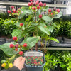 Hypericum 'Miracle Marvel' 2L
