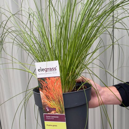Carex testacea 'Prairie Fire' Grass 2L