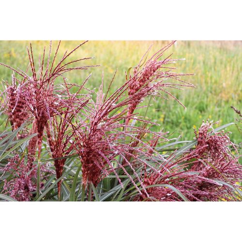 Miscanthus sinensis Boucle 9cm