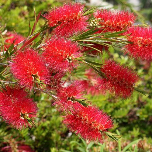 Callistemon citrinus splendens | Bottle Brush Plant | 2L