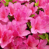 Azalea 'Anouk' 3L