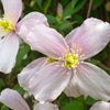 Clematis montana 'Fragrant Spring' 70cm