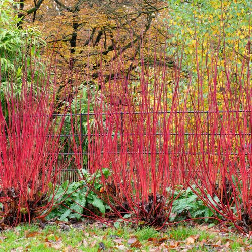 Cornus alba 'Baton Rouge' - Siberian Dogwood 5L 100cm