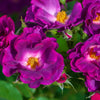 Rose Rhapsody in Blue | Floribunda Rose | 4L Potted Rose