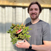 Callistemon citrinus splendens | Bottle Brush Plant | 2L