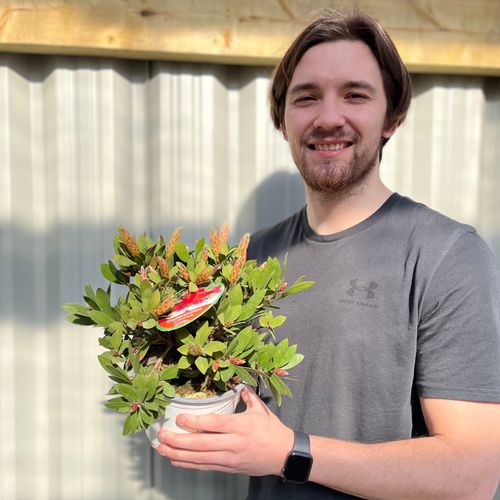 Callistemon citrinus splendens | Bottle Brush Plant | 2L