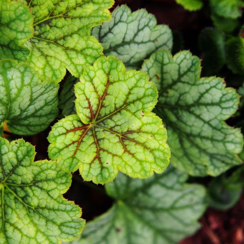 Heuchera 'American Marble' 1.5L