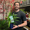 Agapanthus 'Africanus' - African Lily  (White)  1.5L