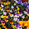 20 Pack Viola Tray