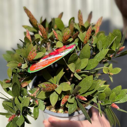 Callistemon citrinus splendens | Bottle Brush Plant | 2L