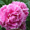Peony 'Alexander Fleming' 1L