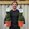 Buxus Spiral | Buxus sempervirens Topiary (70-80cm)