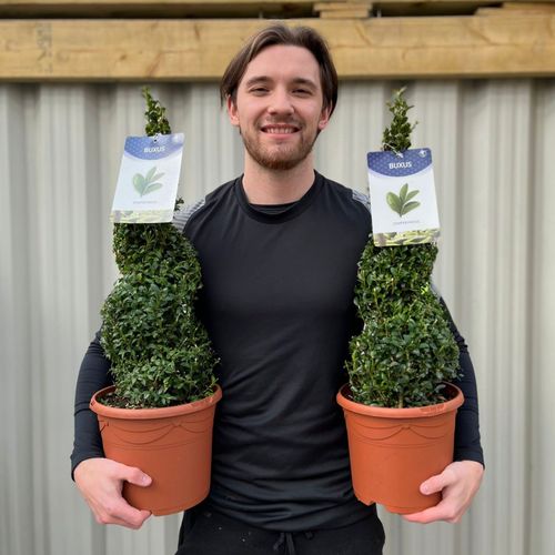 Buxus Spiral | Buxus sempervirens Topiary (70-80cm)