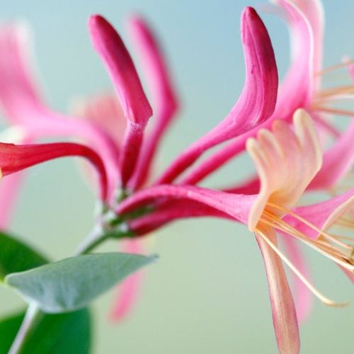 Lonicera 'Red World' (Honeysuckle) 70cm
