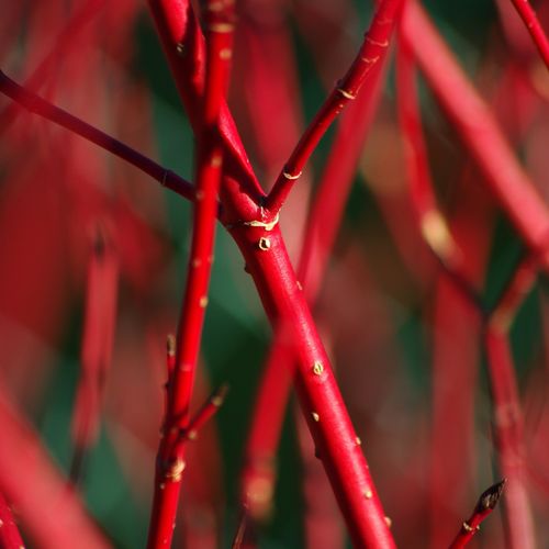 Cornus alba 'Baton Rouge' - Siberian Dogwood 5L 100cm