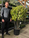 Multistem Bay Tree (Laurus Nobilis) 35L 160-180cm
