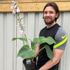Hosta 'Blue Angel' 2L