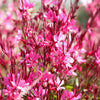 Gaura 'Gaudi Pink' 1.5L