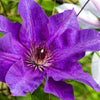 Clematis 'The President' 50cm