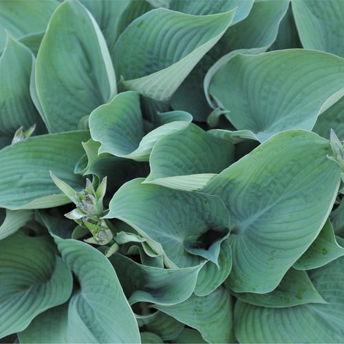 Hosta 'Blue Angel' 2L