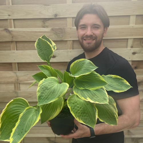 Hosta 'Aureomarginata' 1.5L