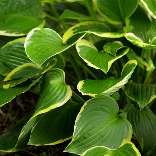 Hosta 'Aureomarginata' 1.5L