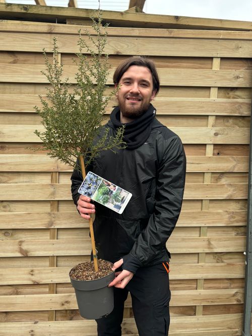 Ceanothus 'Puget Blue' Patio Tree 80-90cm (Californian Lilac)