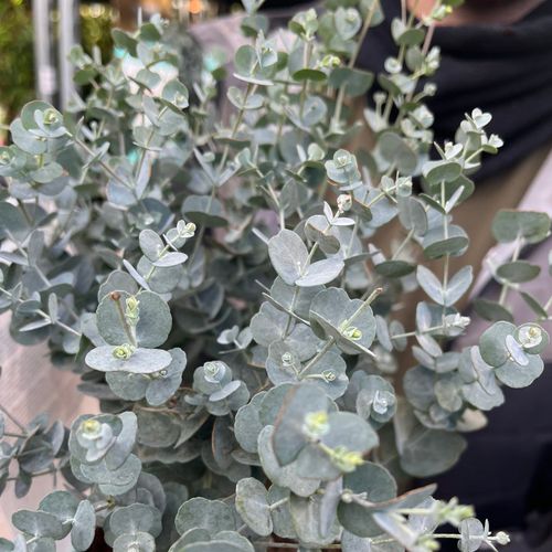 Eucalyptus gunnii Azura (3L Pot)