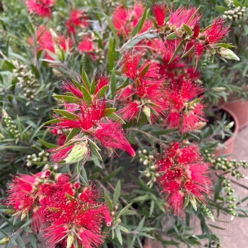 Callistemon citrinus splendens | Bottle Brush Plant | 2L