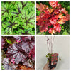 Mix of 3 x Heuchera 9cm