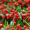 Pyracantha coccinea 'Red Column' 1L