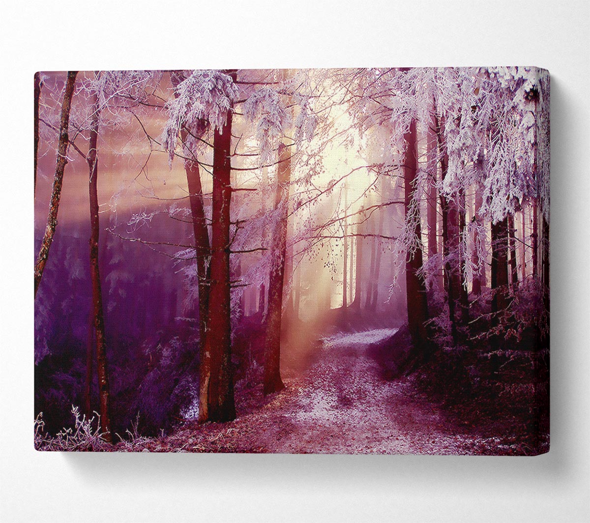 Winter Woodland Sunbeam Canvas Wall Art - Zestio