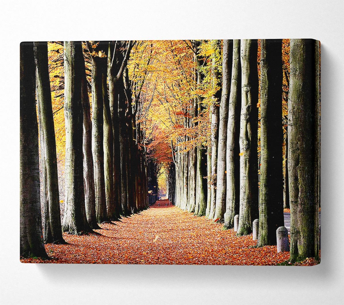 Woodland Walk Canvas Wall Art - Zestio